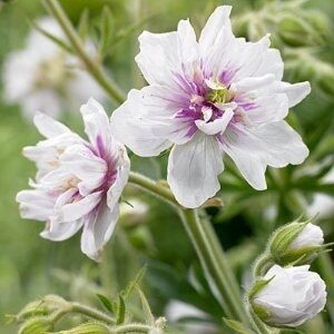 Geranium pratense Double Jewel- gandrene
